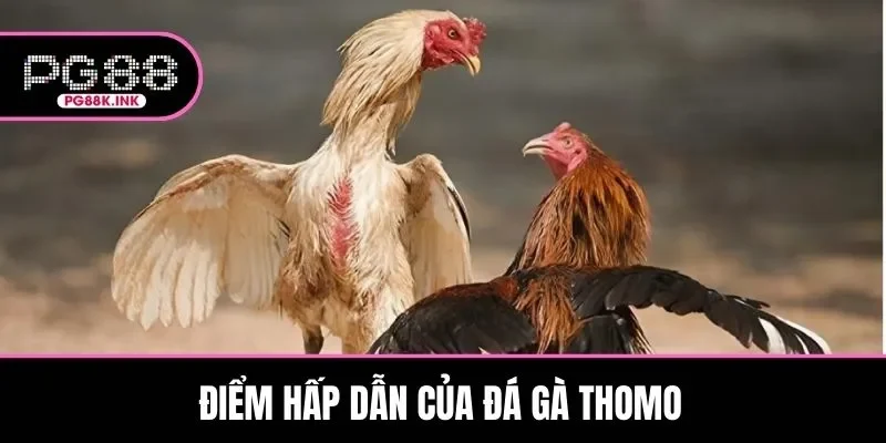 Bật mí ưu điểm hấp dẫn đấu kê Thomo